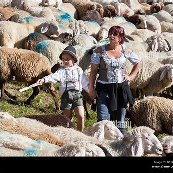 Culture Of Austria Transhumance In The Alps